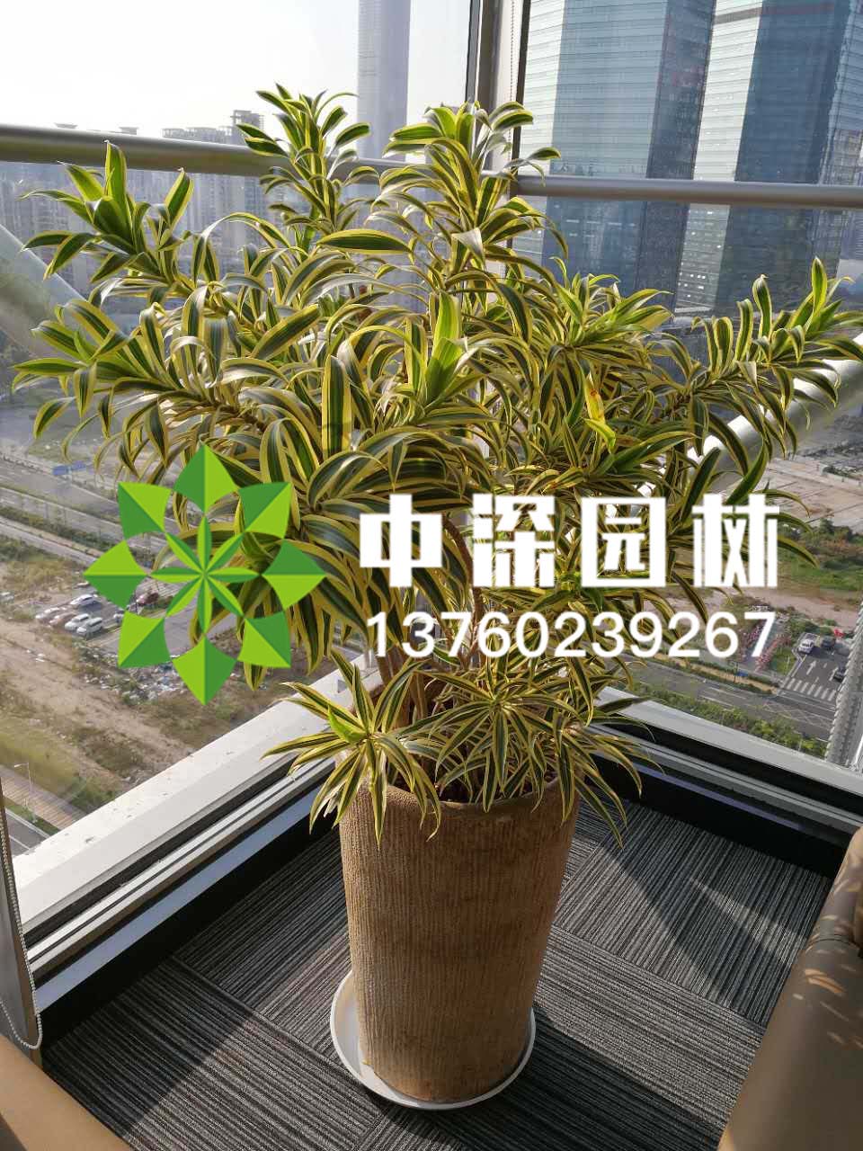 其他系列