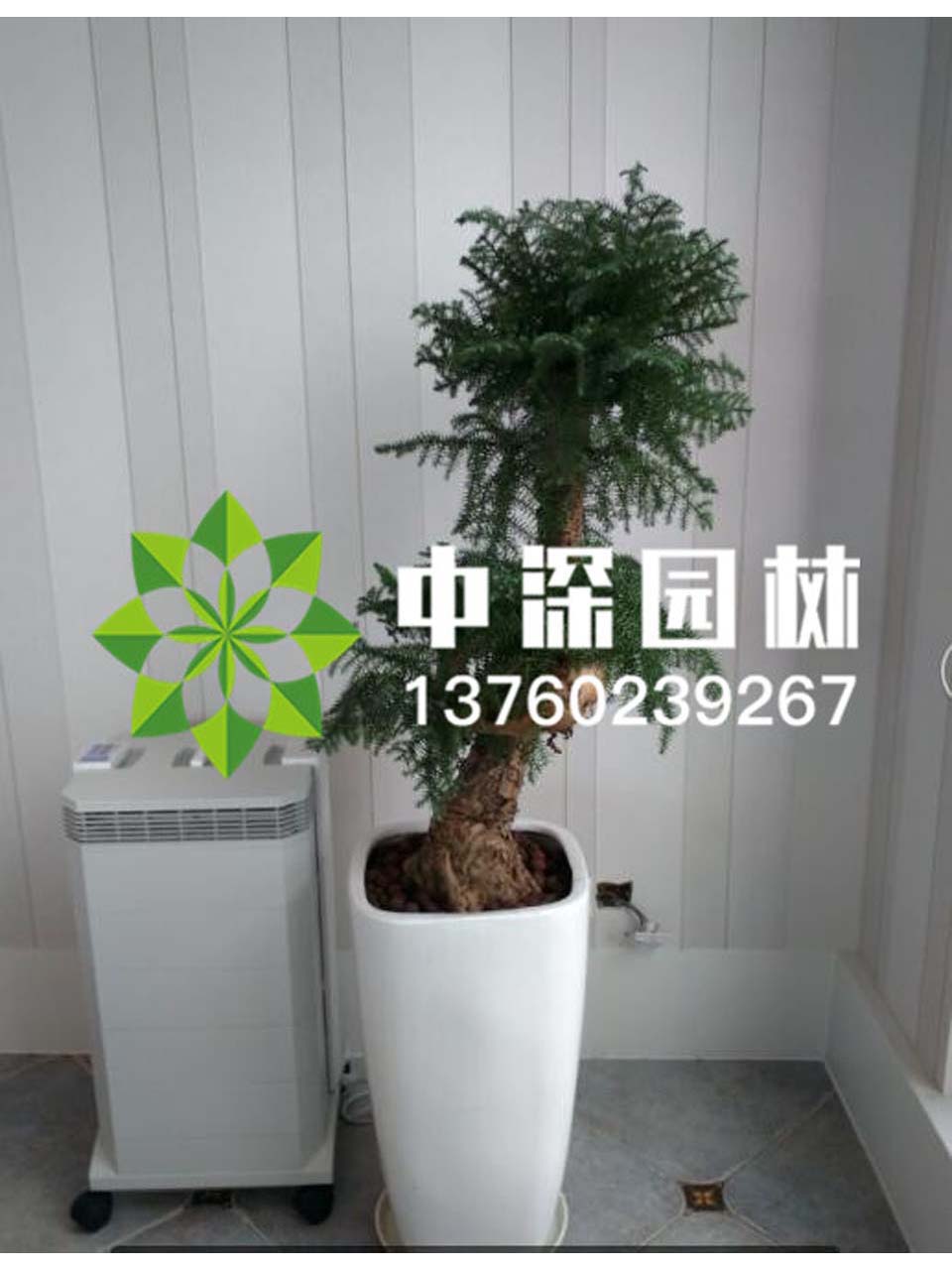 其他系列