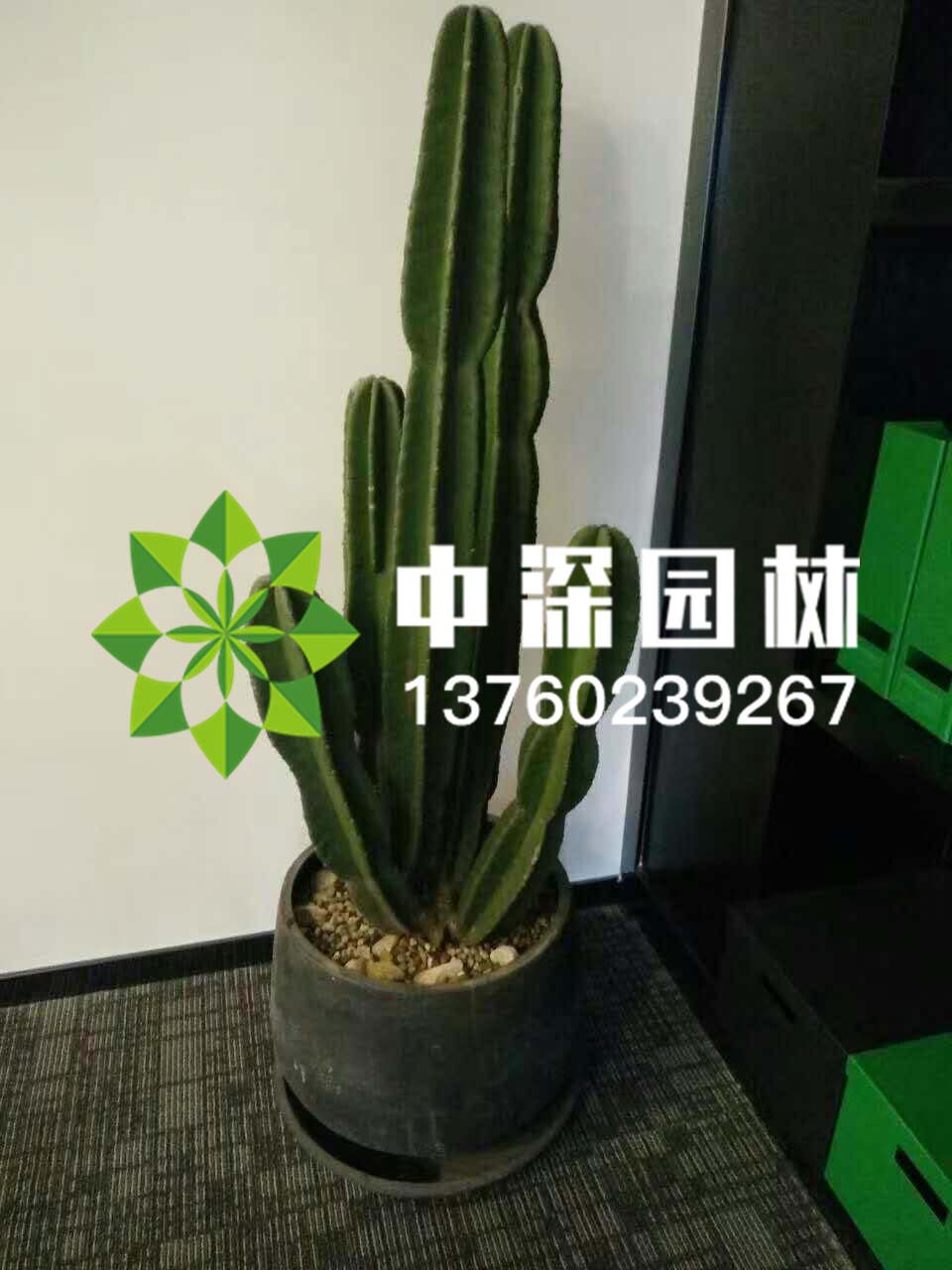 其他系列