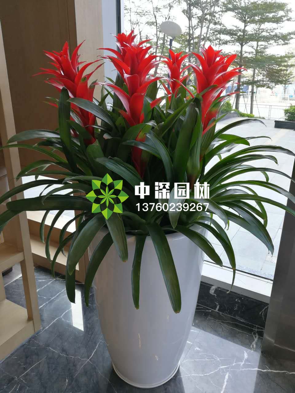 中型花卉