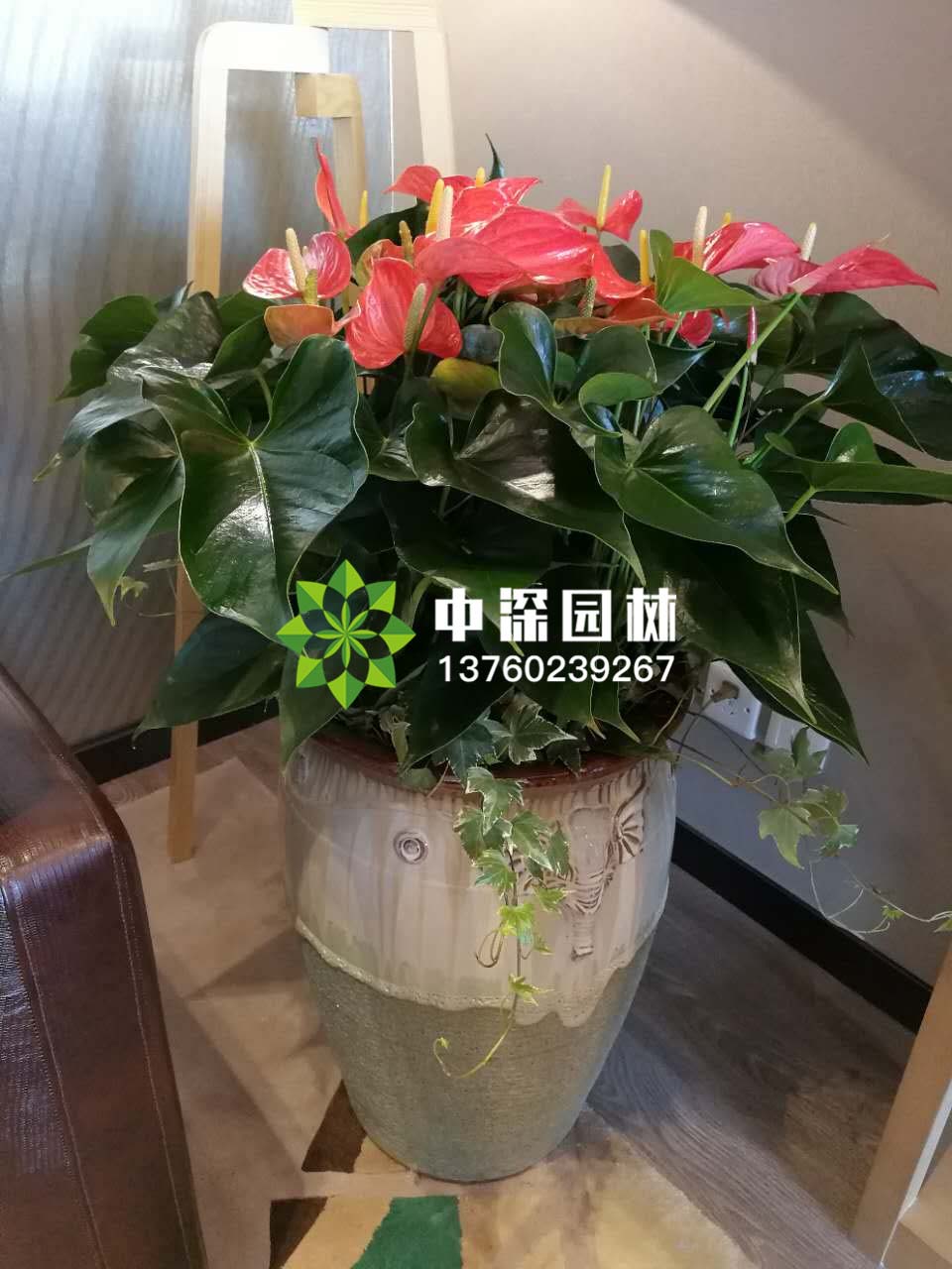 中型花卉
