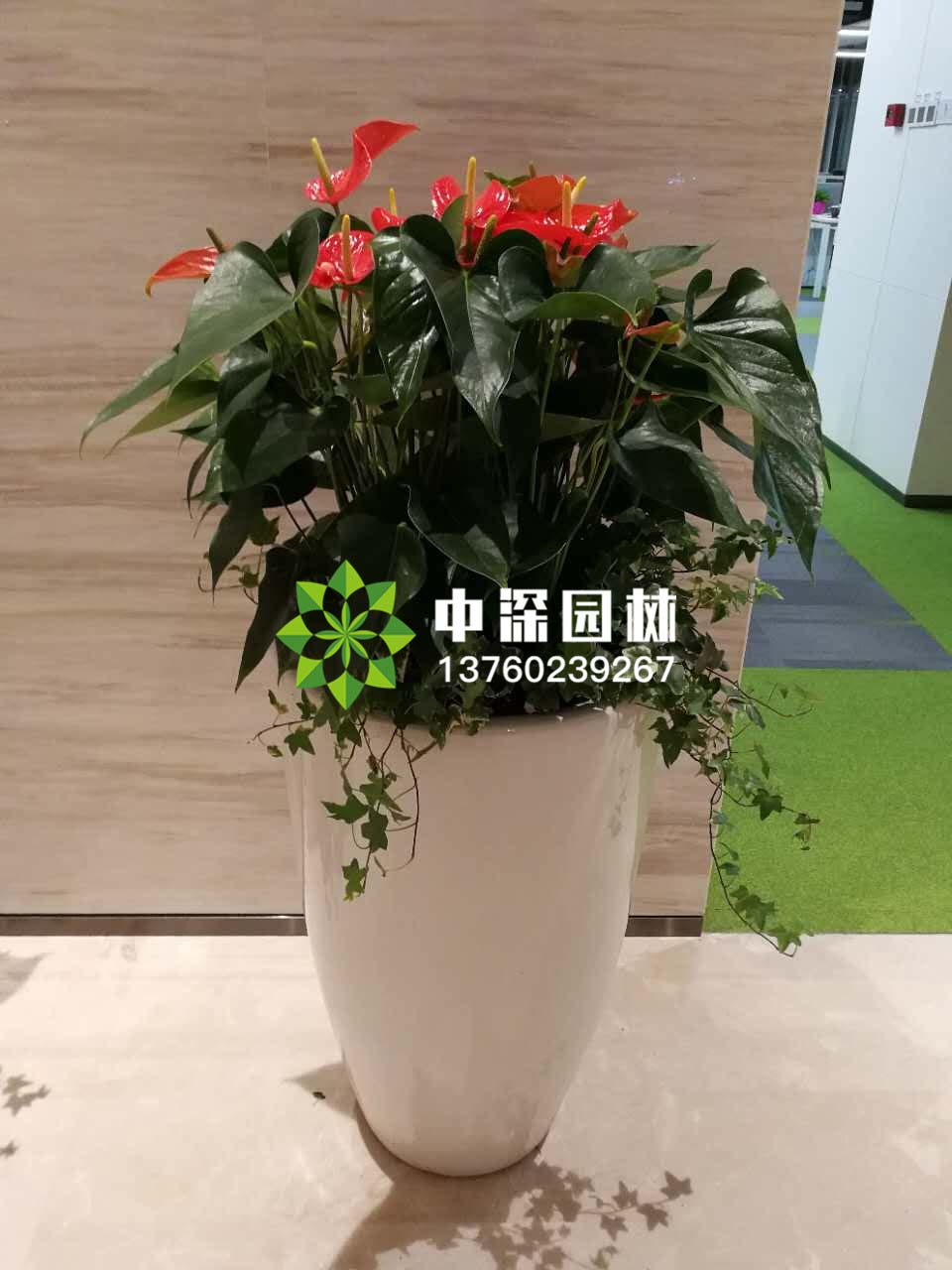 中型花卉