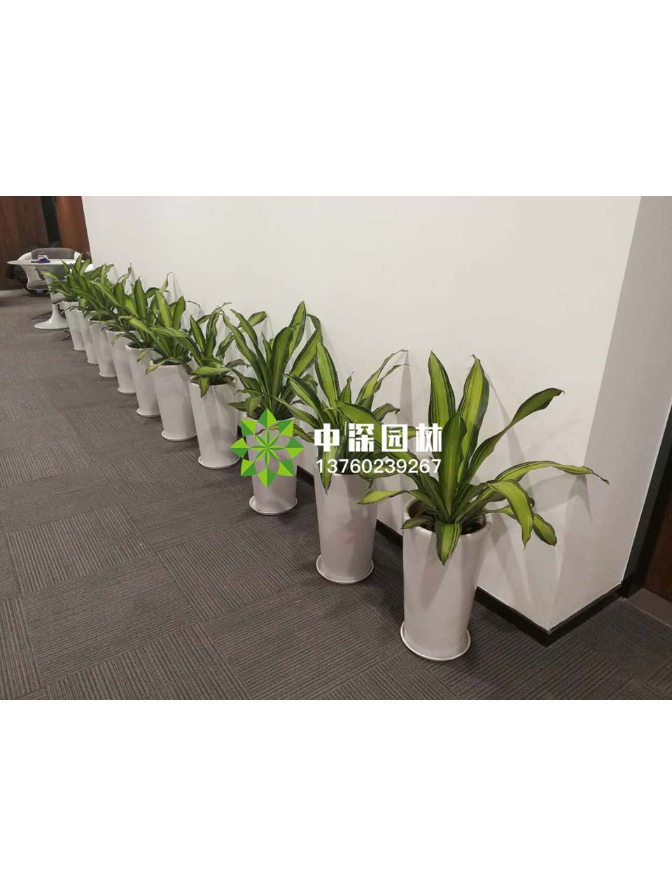 中型花卉