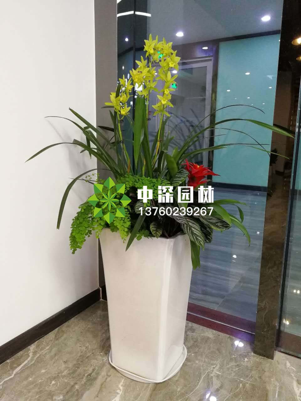 中型花卉