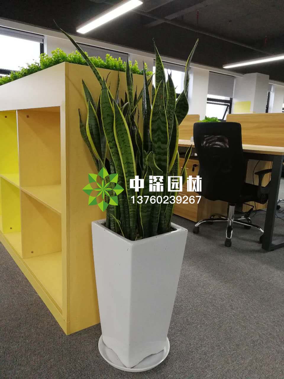 中型花卉