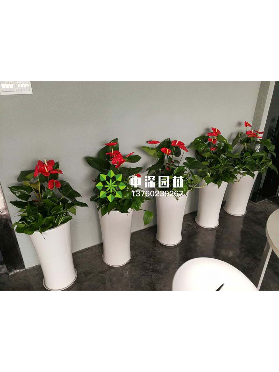 中型花卉
