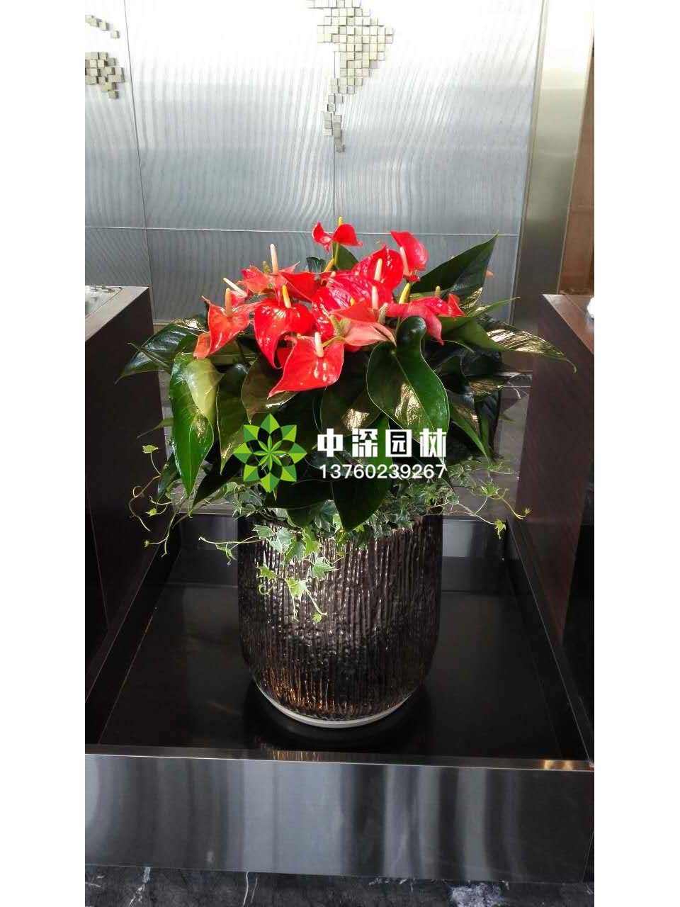 中型花卉