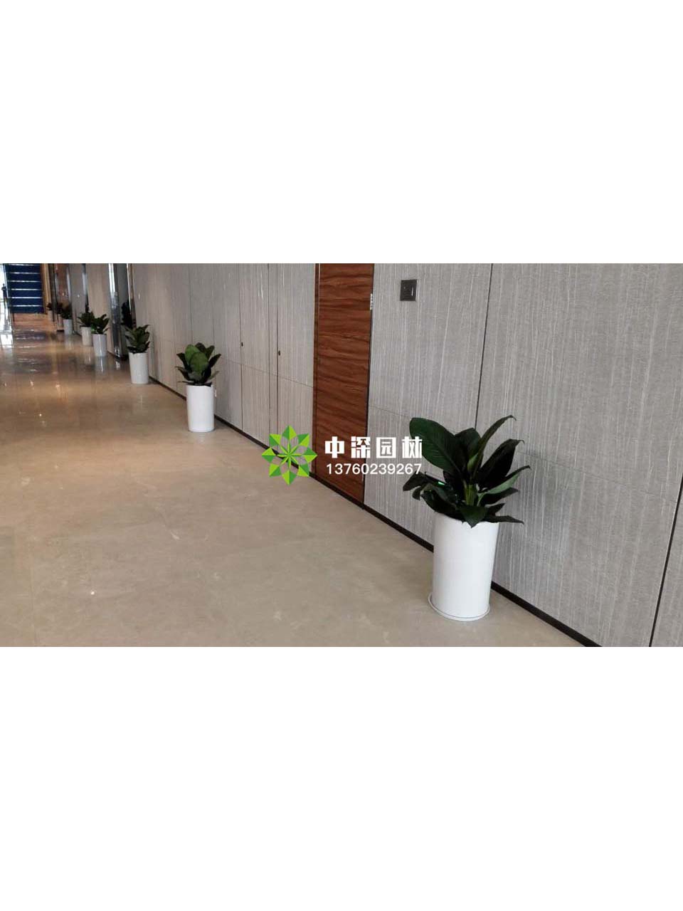 中型花卉