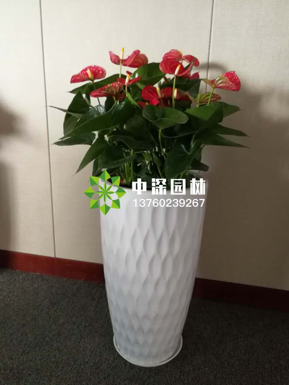 中型植物