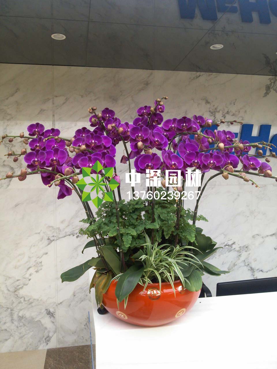 蝴蝶兰系列