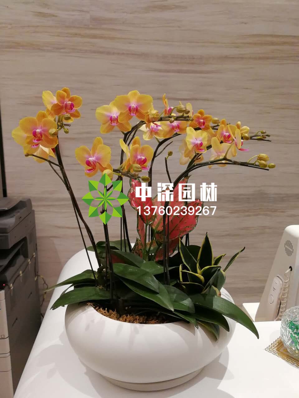 蝴蝶兰系列