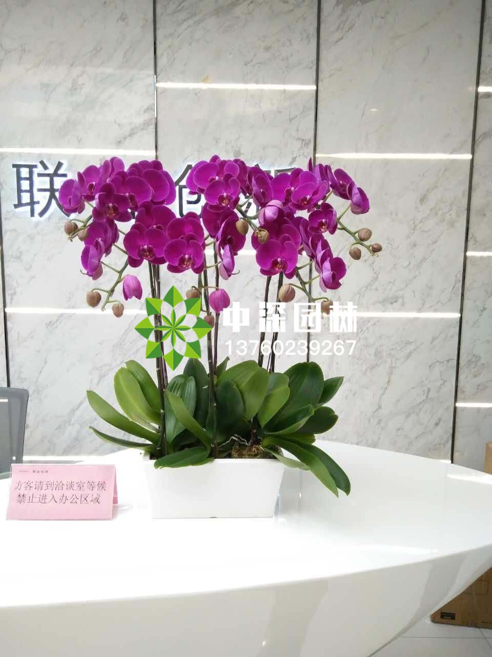 蝴蝶兰系列