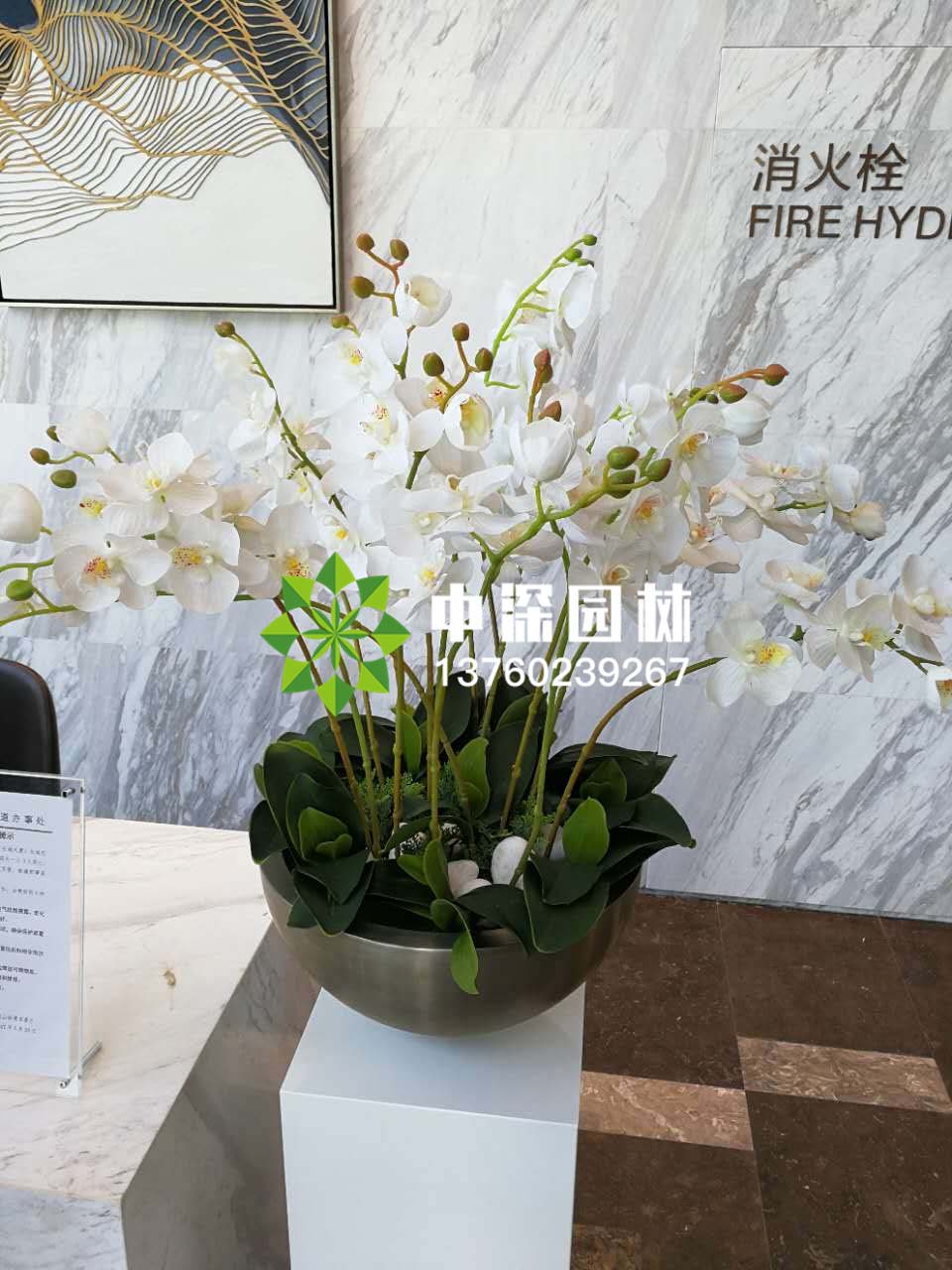 蝴蝶兰系列