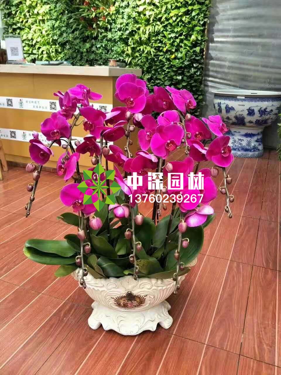 蝴蝶兰系列