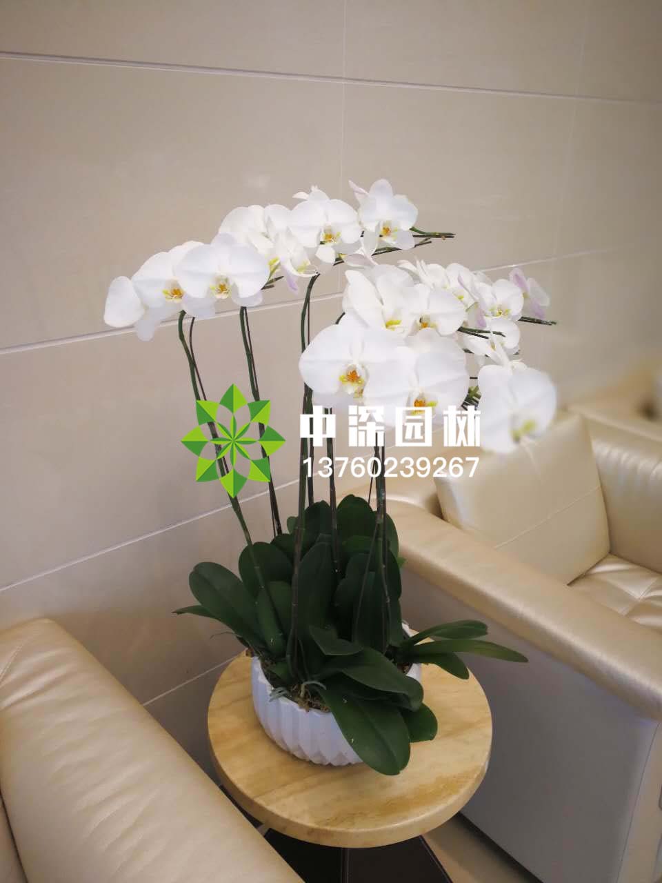 蝴蝶兰系列