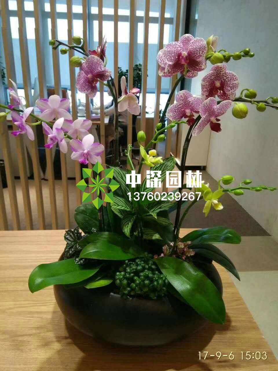 蝴蝶兰系列