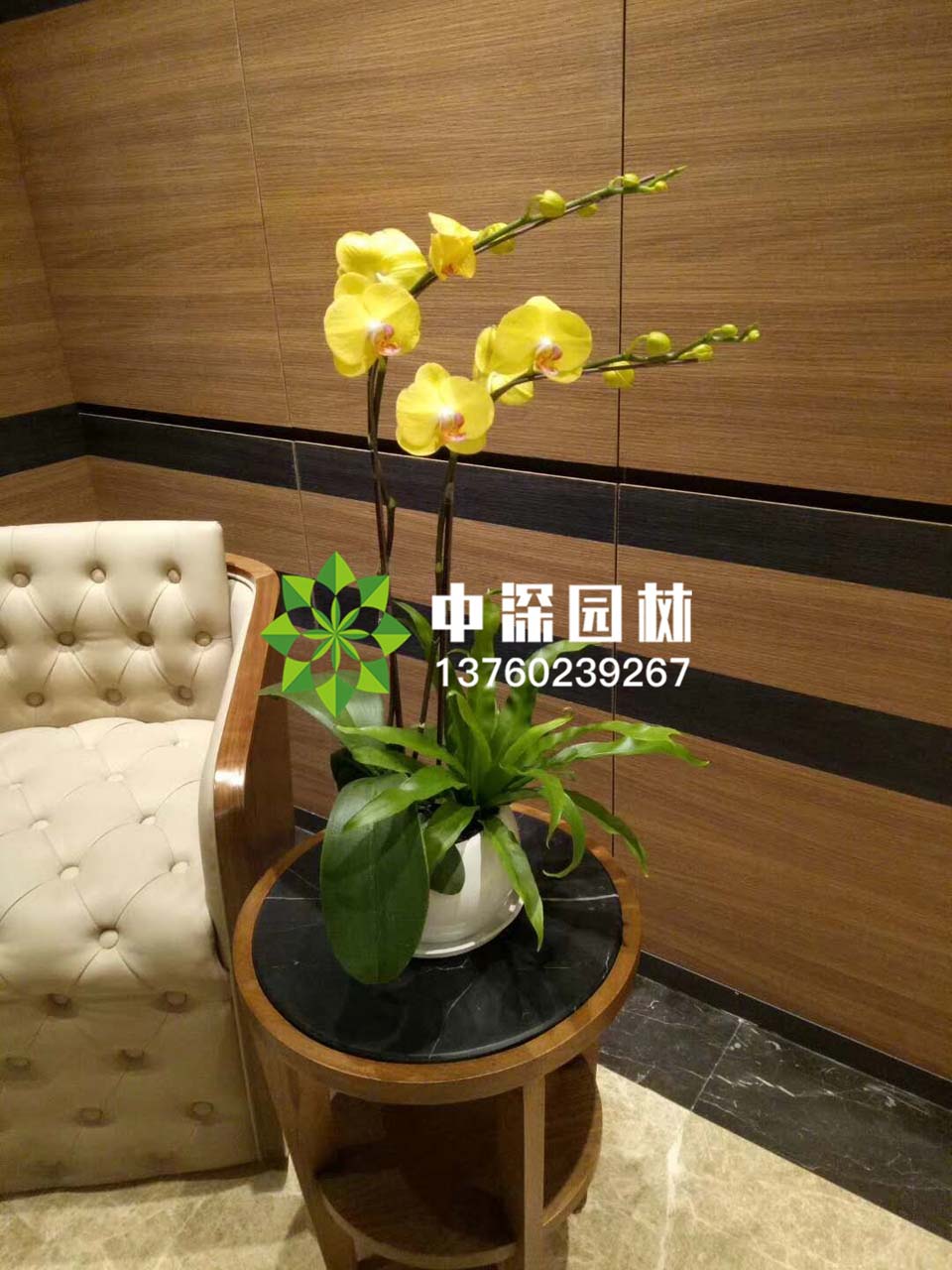 蝴蝶兰系列