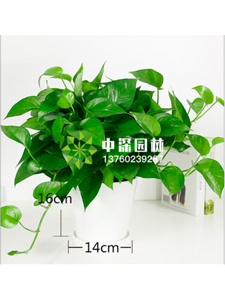 小型植物
