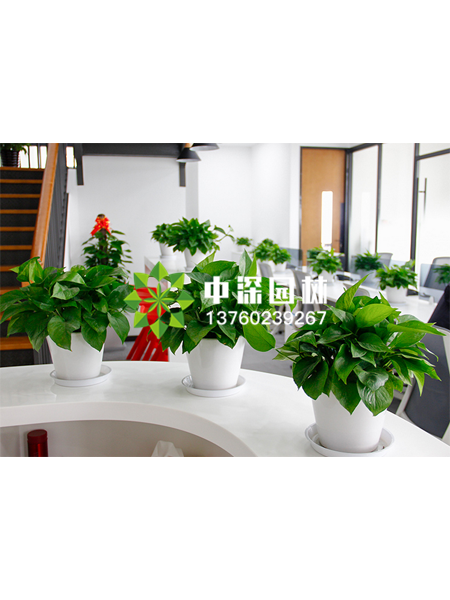 小型植物
