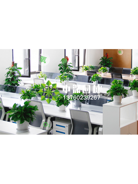 小型植物