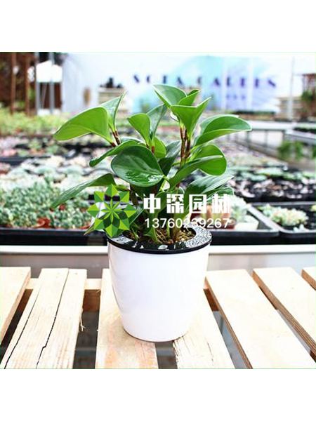 小型植物