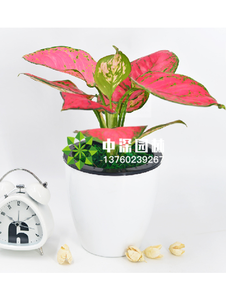 小型植物
