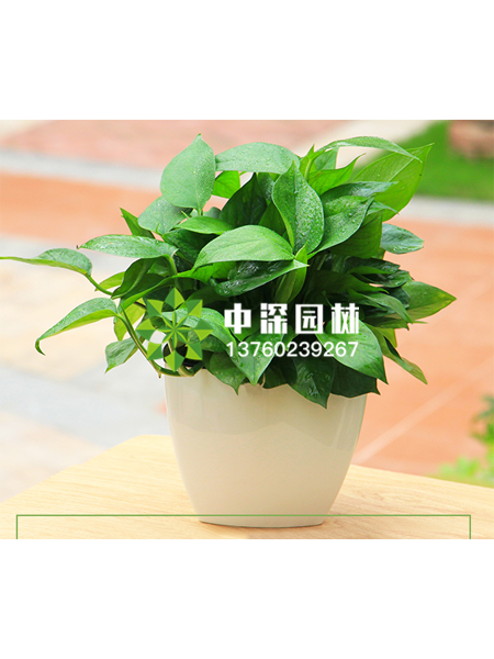 小型植物