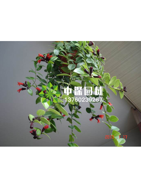 小型植物