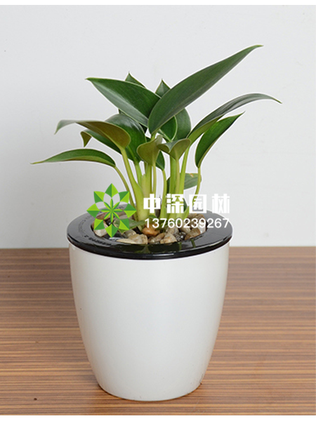 小型植物