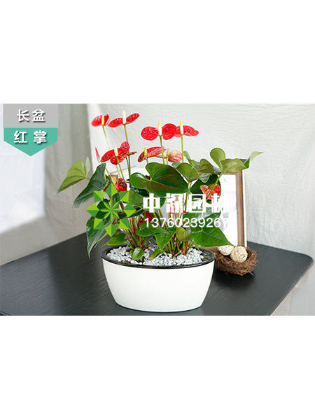 小型植物