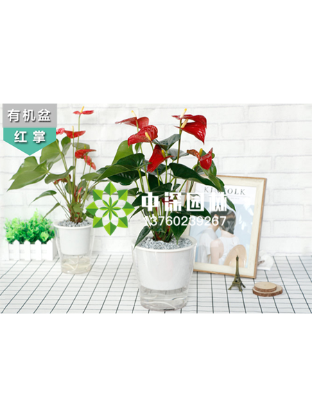 小型植物