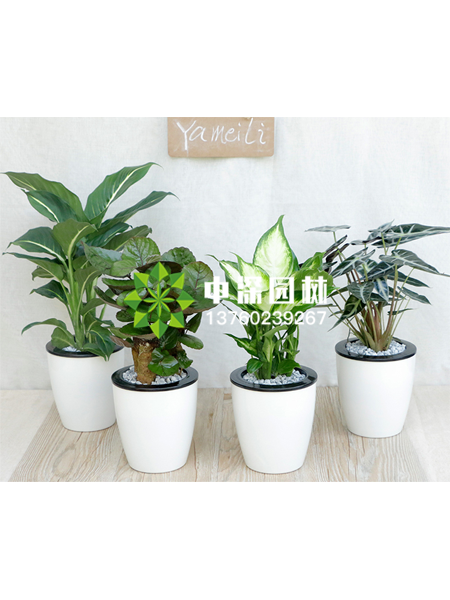 小型植物