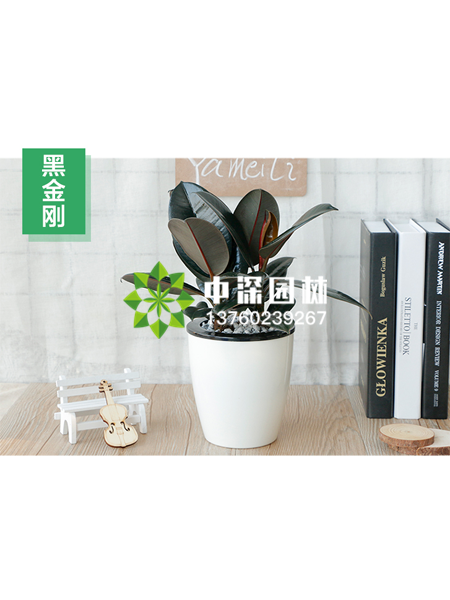 小型植物