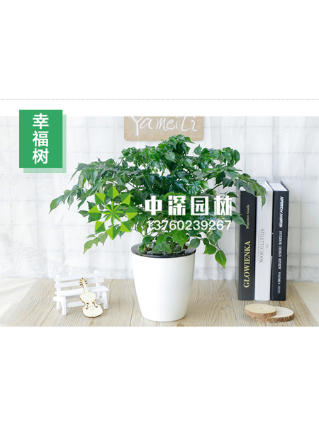 小型植物