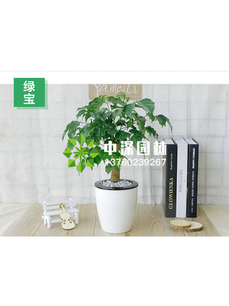 小型植物