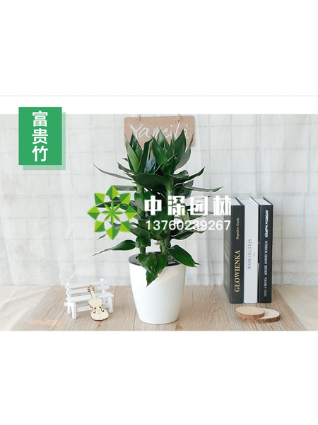 小型植物