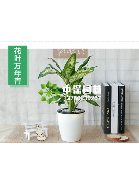 小型植物
