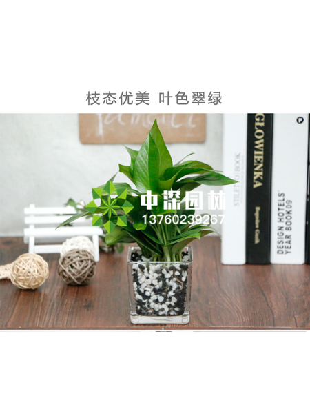 小型植物