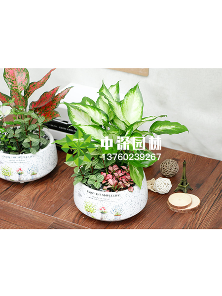 小型植物
