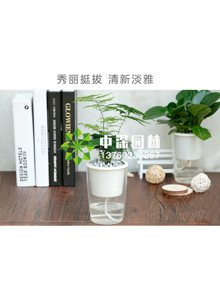 小型植物