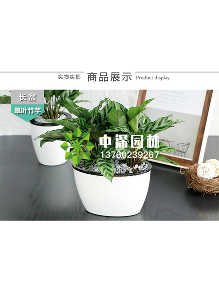 小型植物
