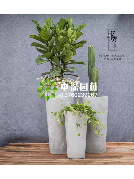 小型植物