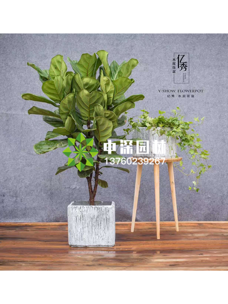 小型植物