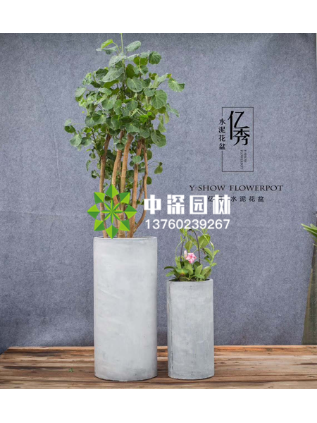 小型植物