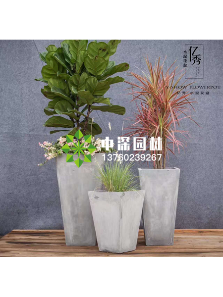 小型植物