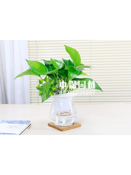 水培植物