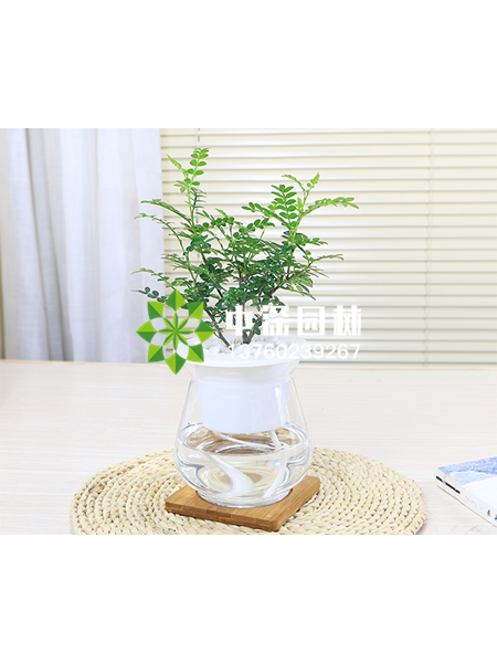 水培植物