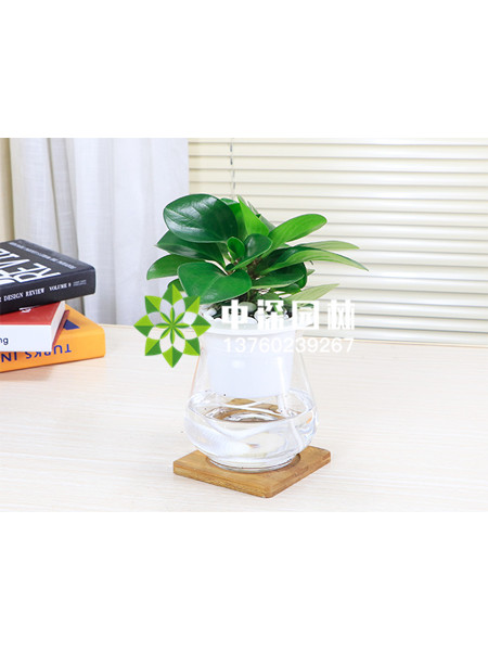 水培植物