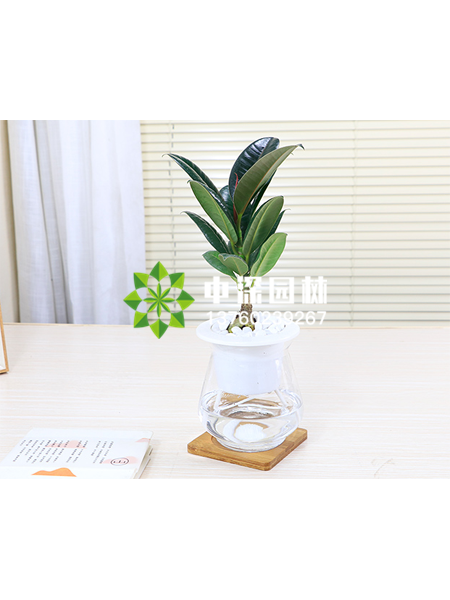 水培植物