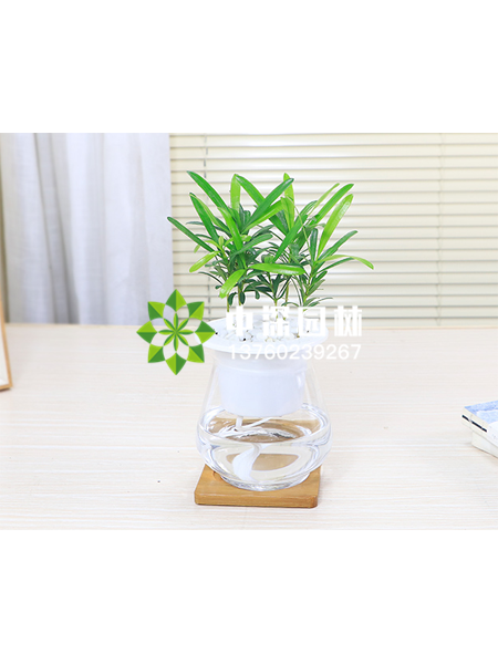 水培植物